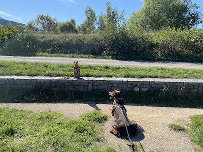 chien de type pinscher en position assis sur un mur et chien dobermann en position couché parterre en face