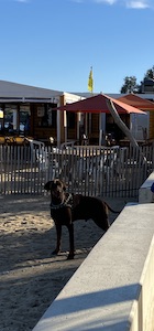 chien dobermann à l'entrée de la plage