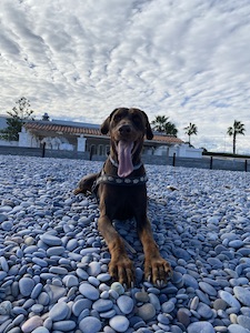 plage de galets magiques avec un chien dobermann en position couché