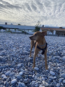 plage de galets magiques avec un chien pinscher en position debout