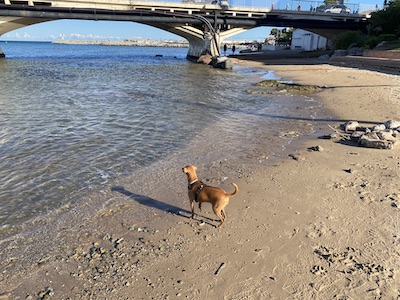 chien qui regarde l'eau sur une plage