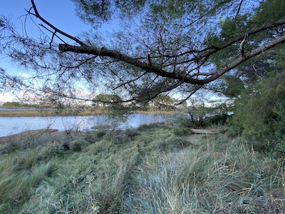 chemin pedestre dans paysage boisé en bordure d'un plan d'eau