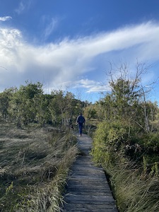 homme et chien marchant sur un ponton traversant une zone boisée humide